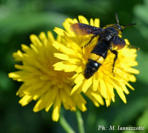 Scolia hirta cfr unifasciata
